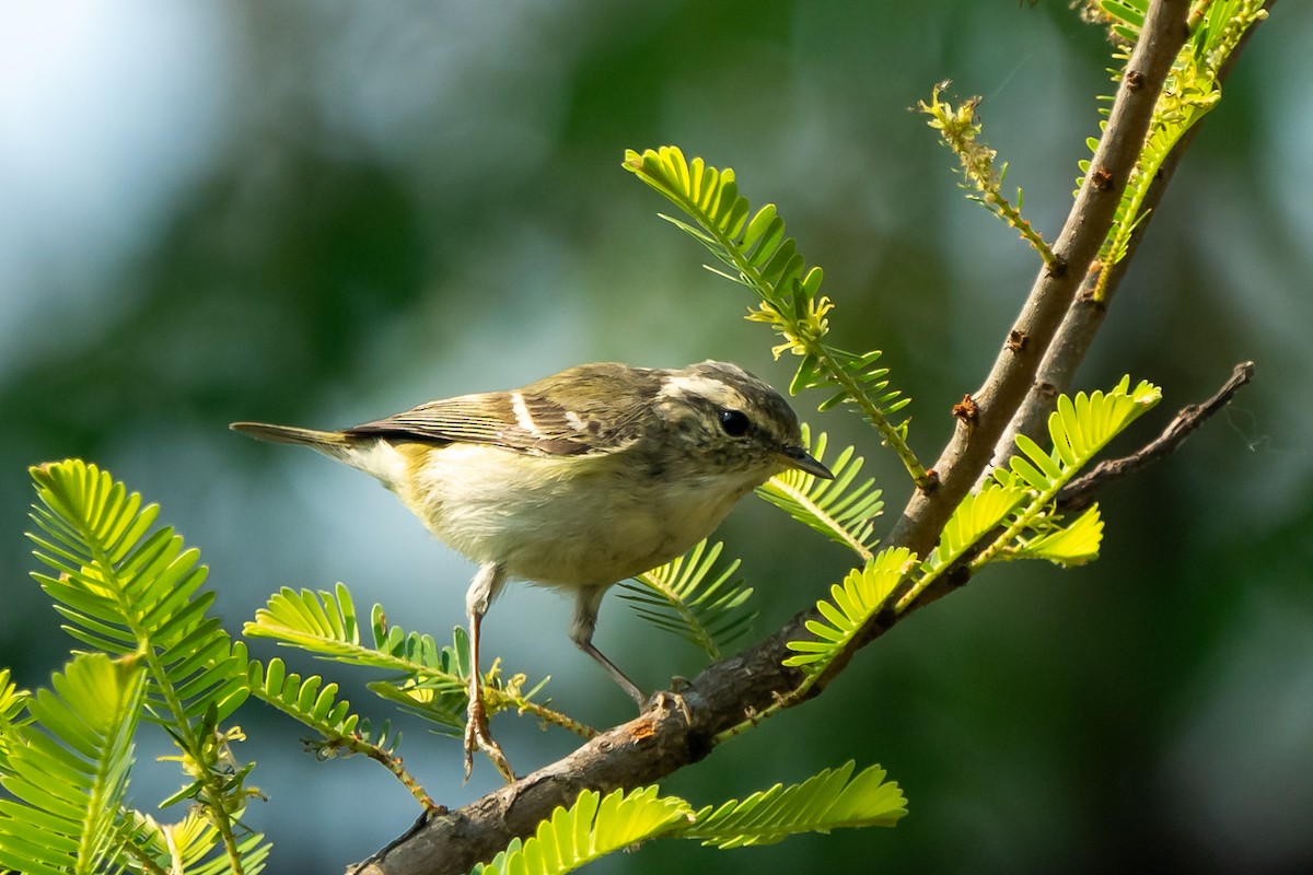 old world warbler sp. - ML632829828