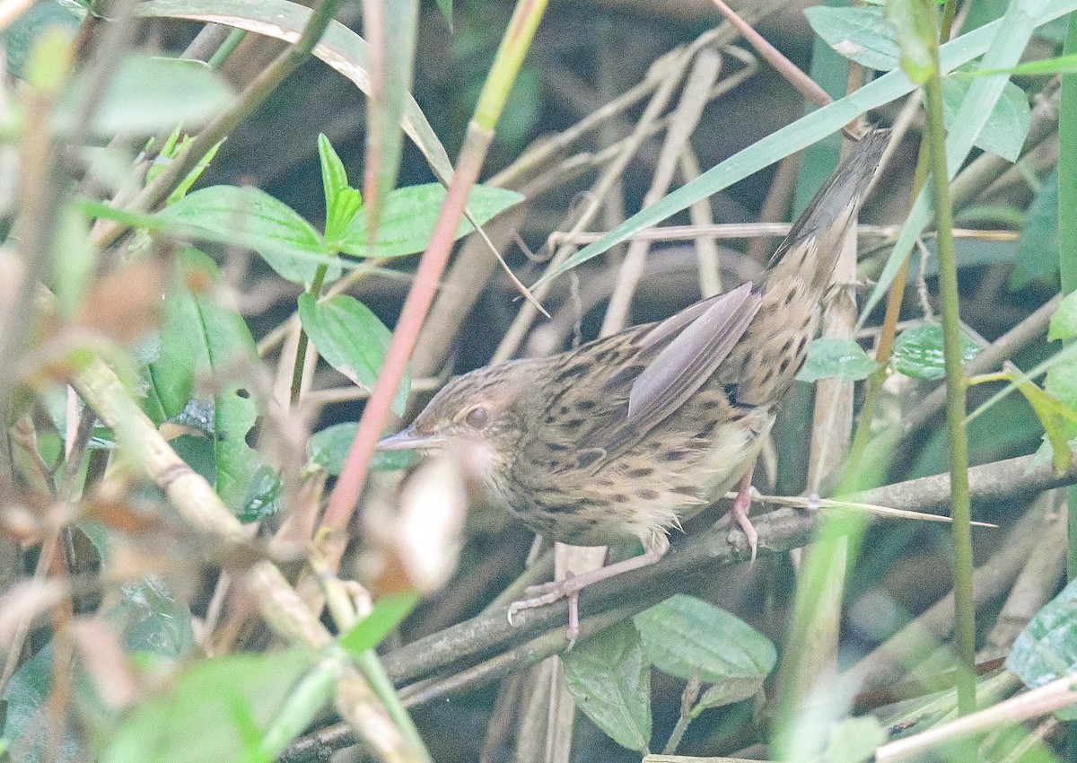 Lanceolated Warbler - ML632829903