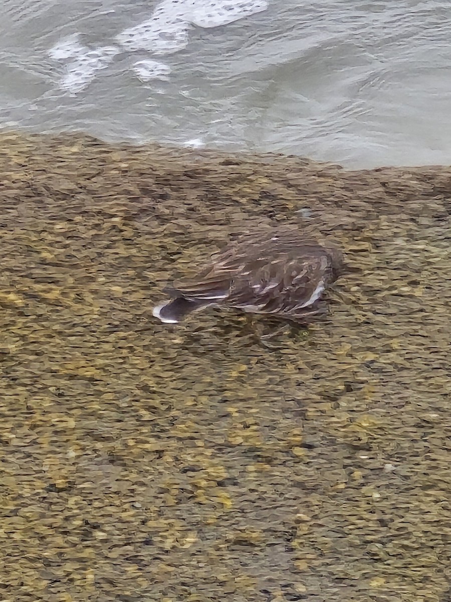 Black Turnstone - ML632829955