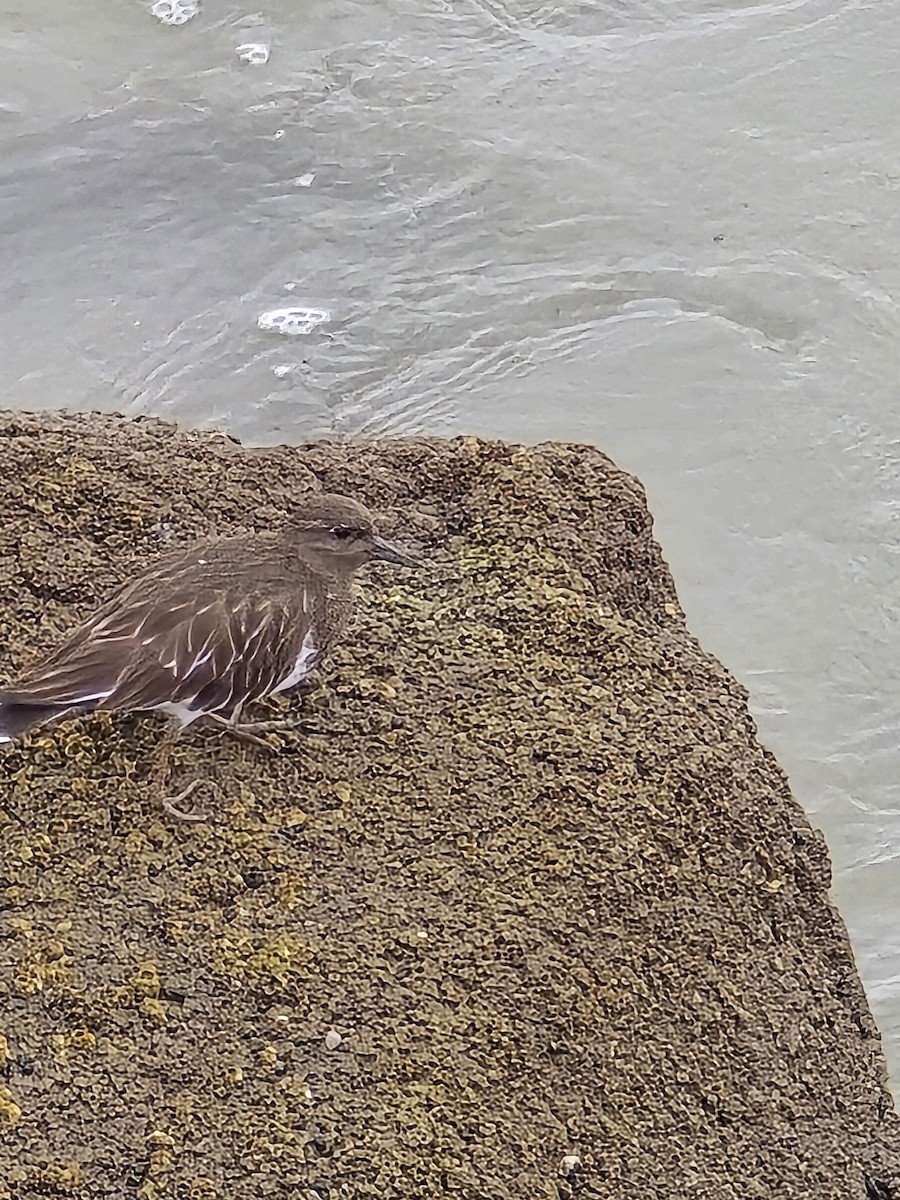 Black Turnstone - ML632829957
