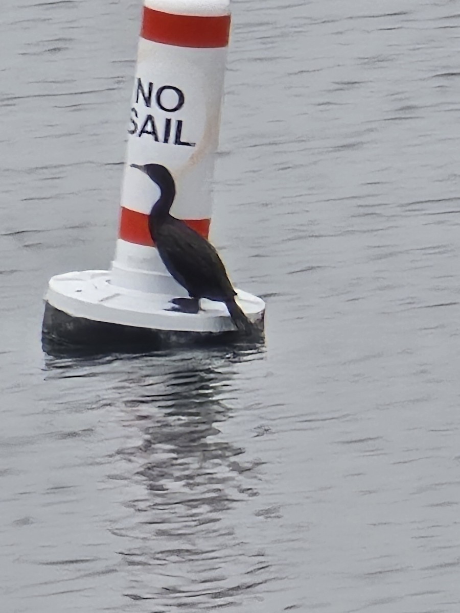 Pelagic Cormorant - ML632829968