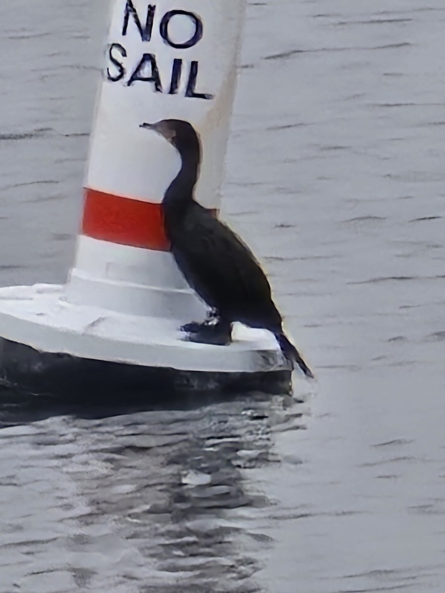 Pelagic Cormorant - ML632829969