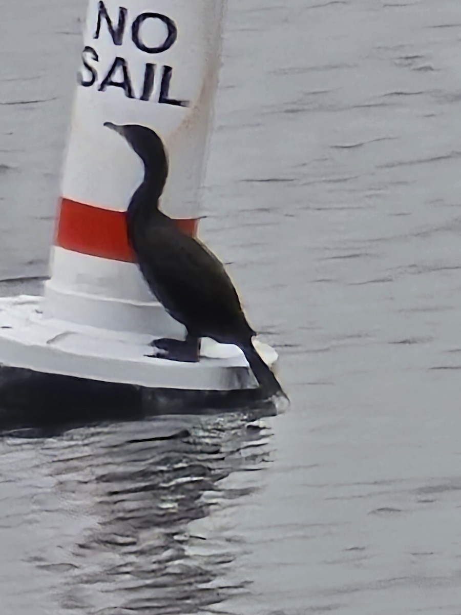 Pelagic Cormorant - ML632829970