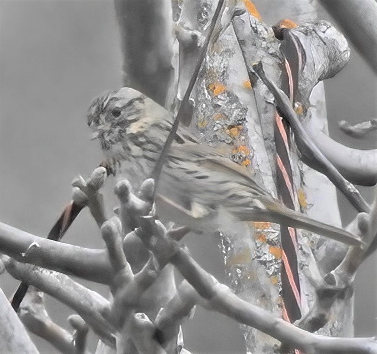 Vesper Sparrow - ML632830232