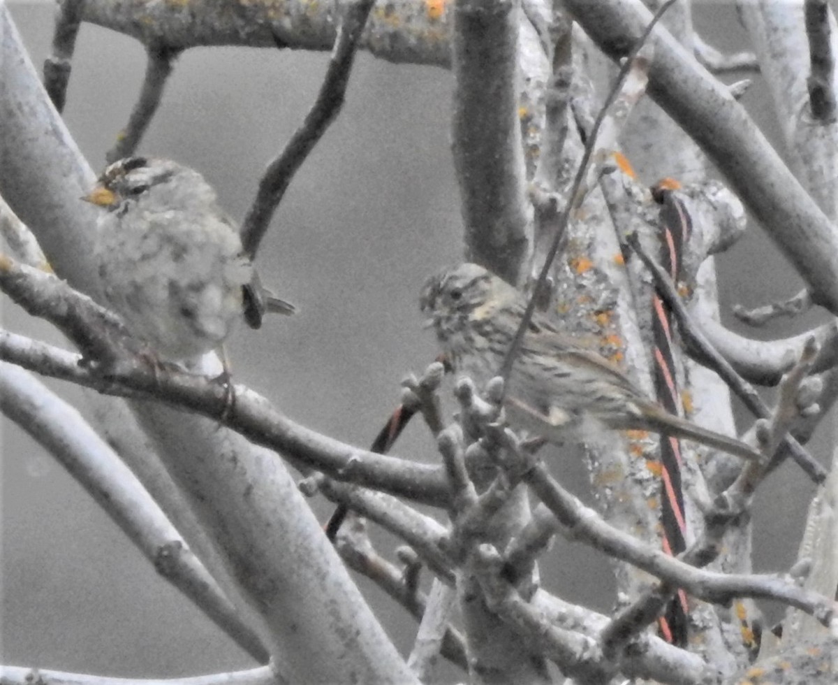 Vesper Sparrow - ML632830245