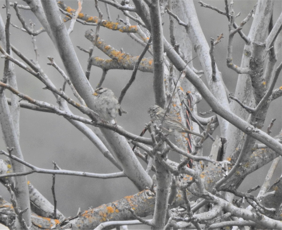 Vesper Sparrow - ML632830250