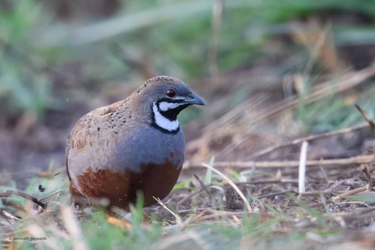 Blue-breasted Quail - ML632830277