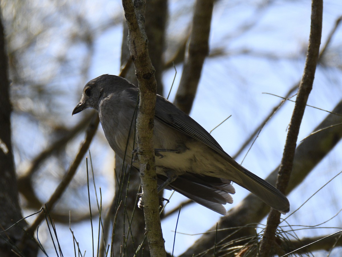Siffleur gris - ML632830405
