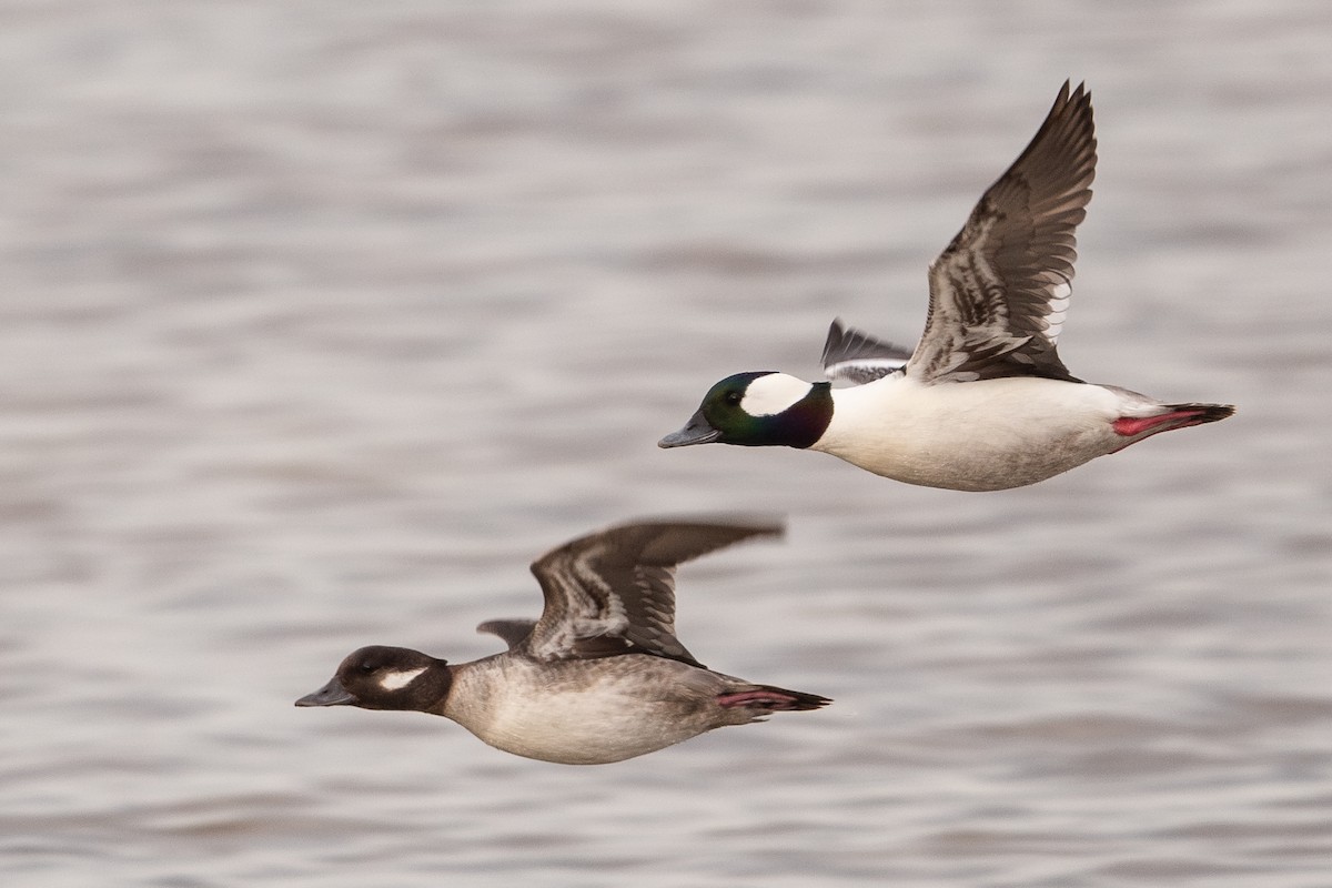 Bufflehead - ML632830632