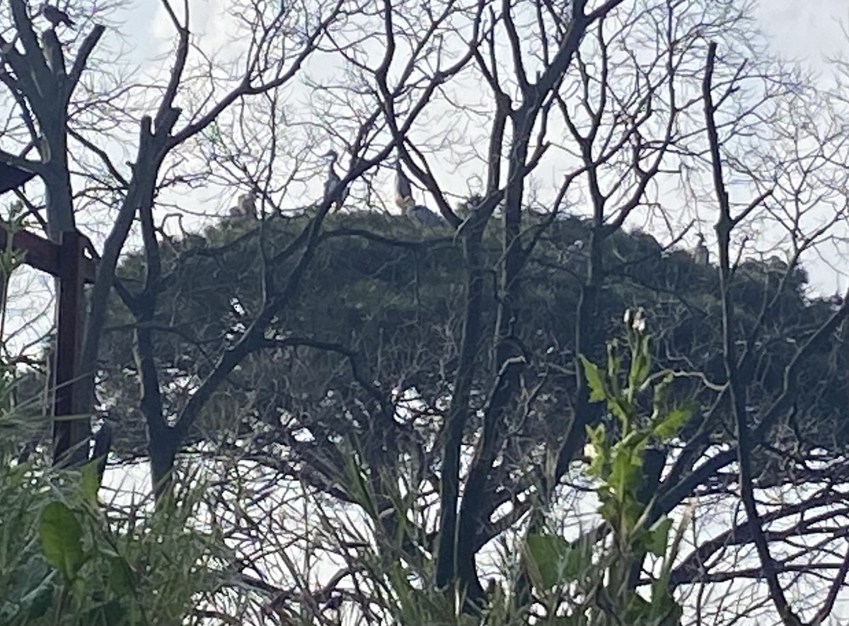 Gray Heron - ML632830733