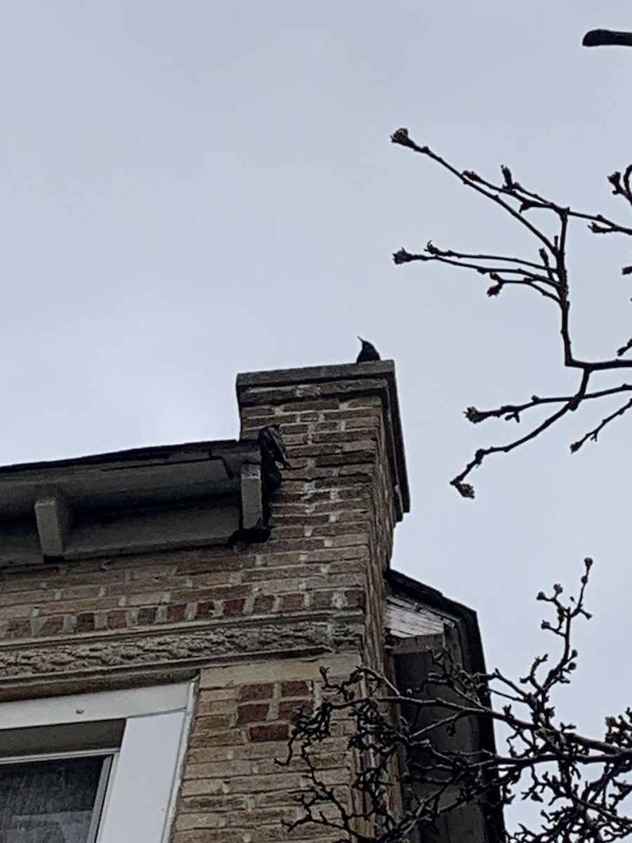 European Starling - ML632830828