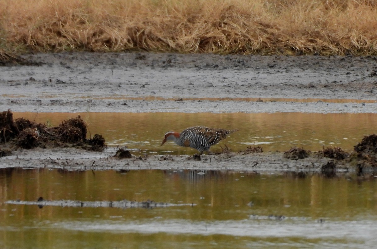 Buff-banded Rail - ML632830861