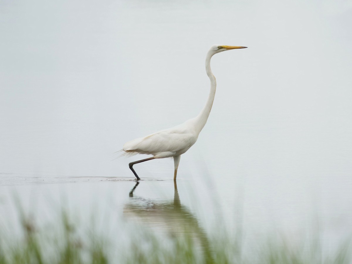Great Egret - ML632830922