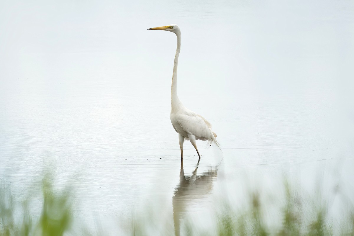 Great Egret - ML632830923