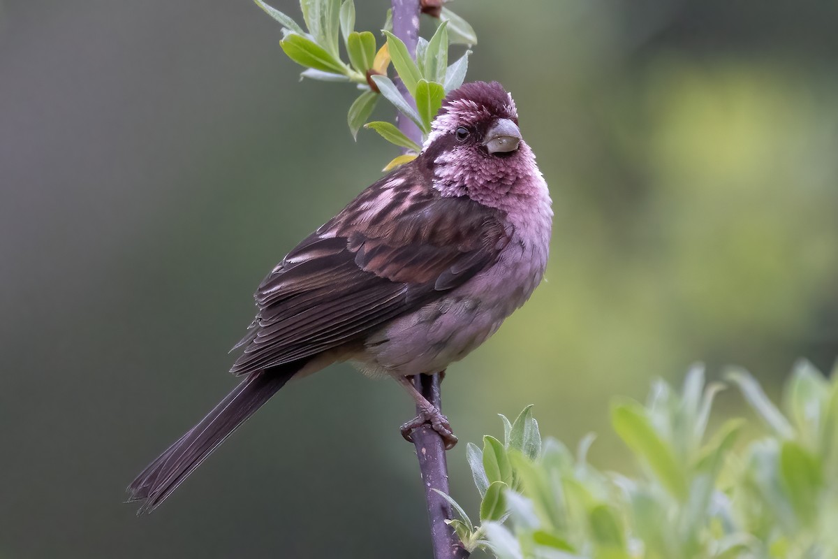 Sharpe's Rosefinch - Daniel Danckwerts (Rockjumper Birding Tours)