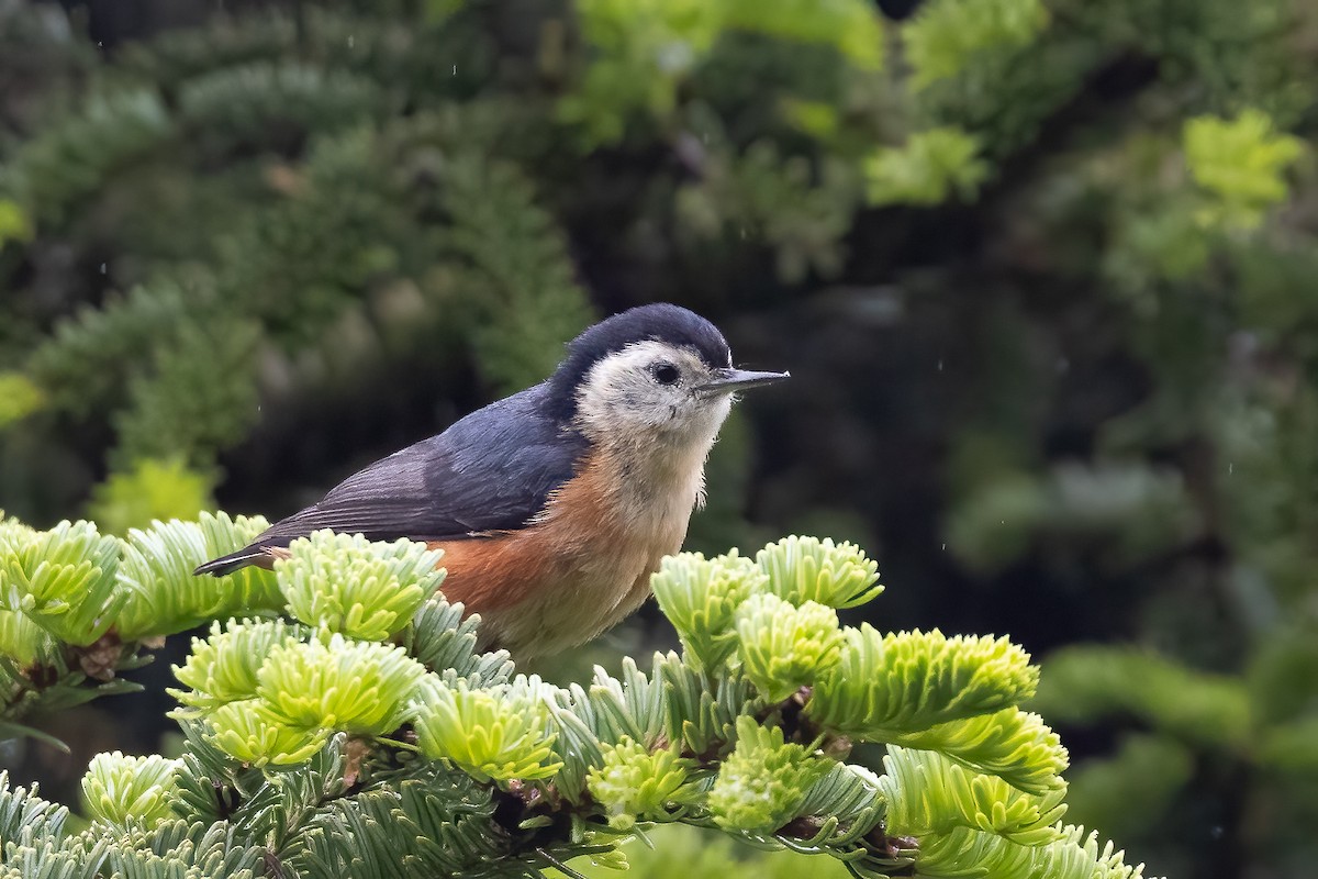 Przevalski's Nuthatch - ML632831240