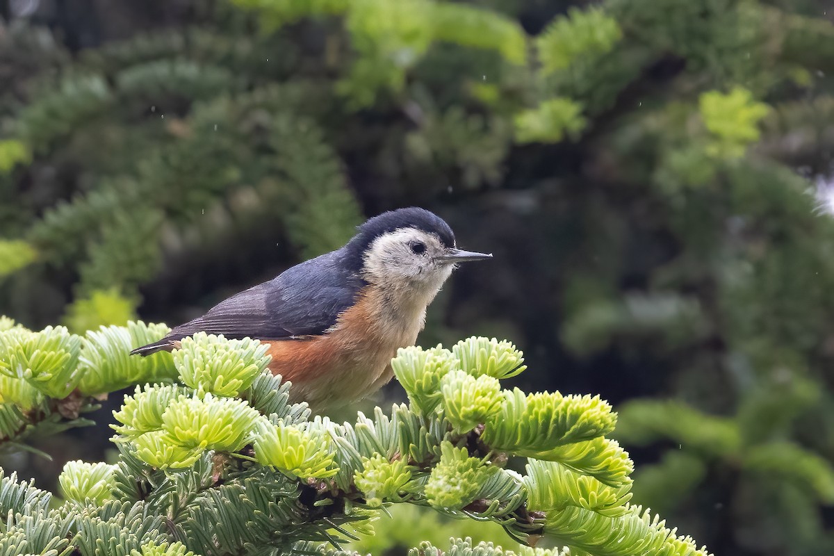 Przevalski's Nuthatch - ML632831241
