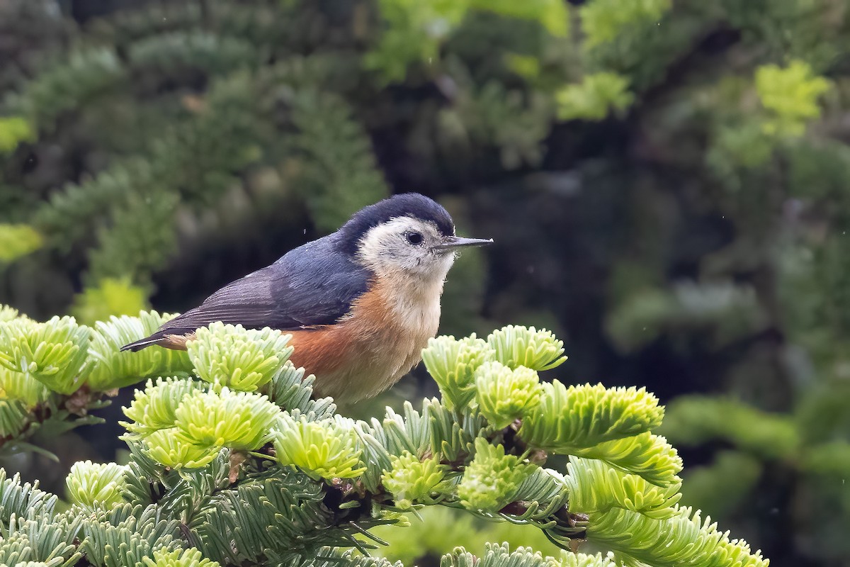 Przevalski's Nuthatch - ML632831242