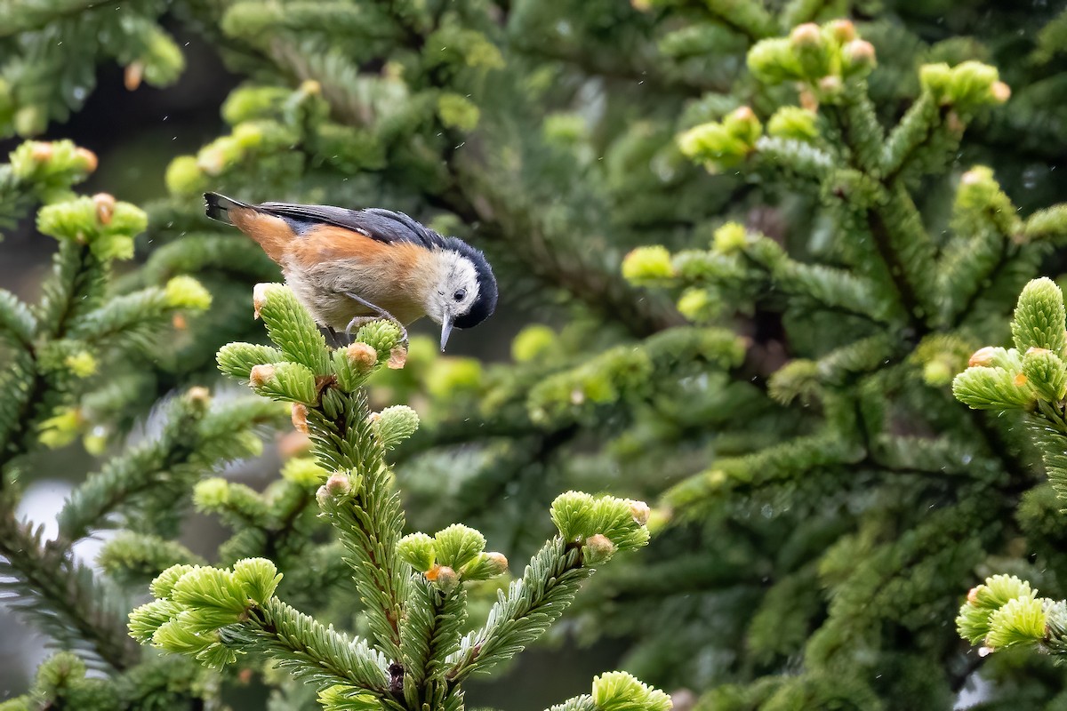 Przevalski's Nuthatch - ML632831244
