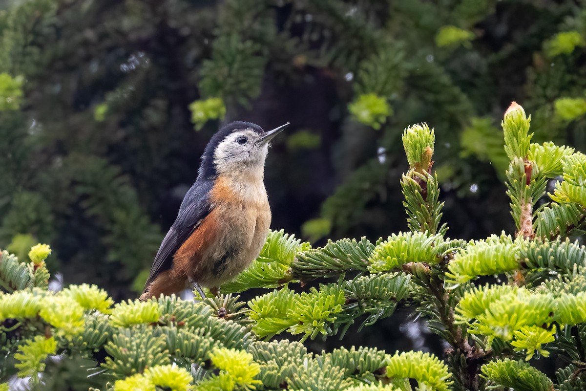 Przevalski's Nuthatch - ML632831247