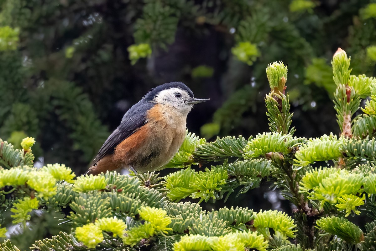 Przevalski's Nuthatch - ML632831248