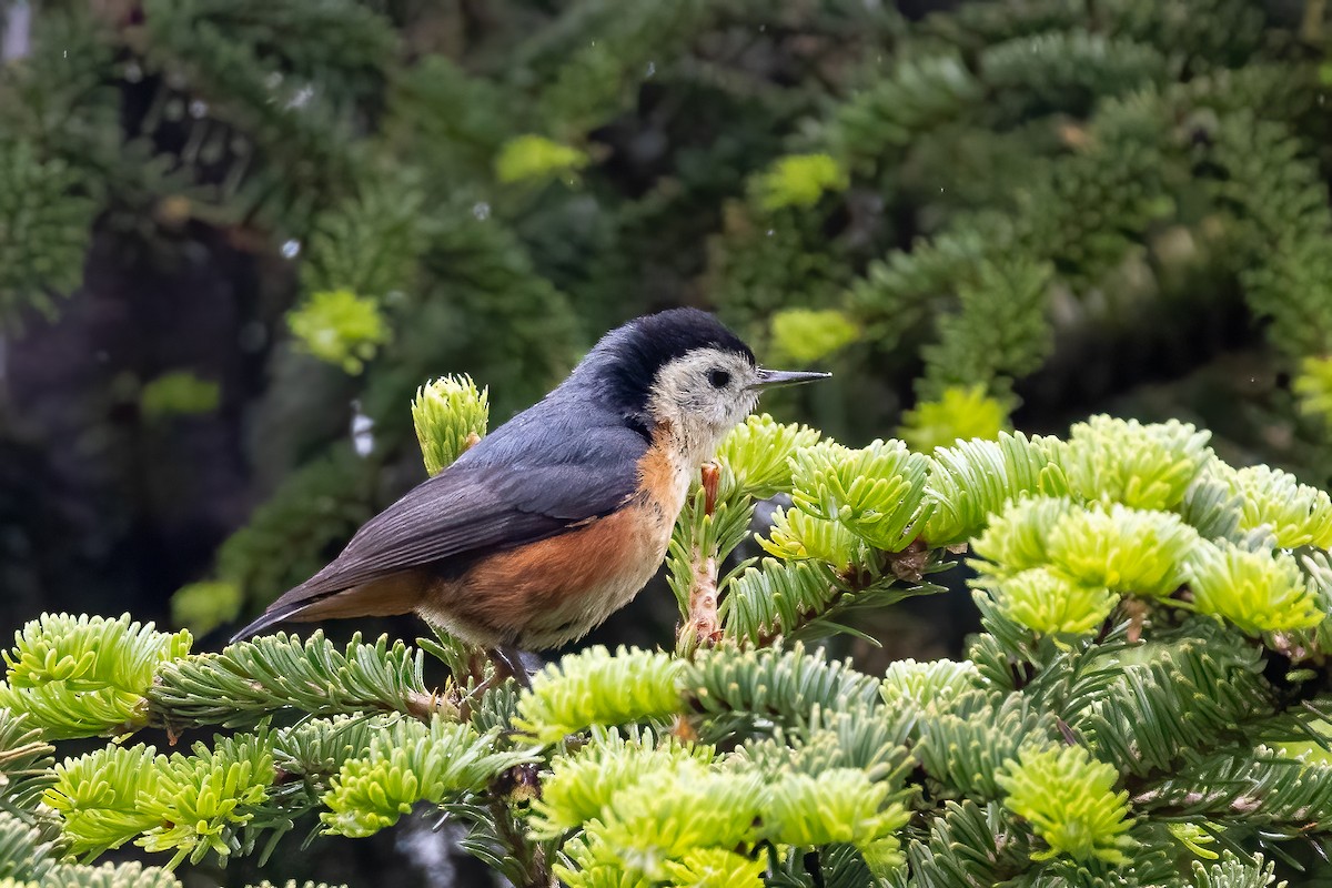 Przevalski's Nuthatch - ML632831249