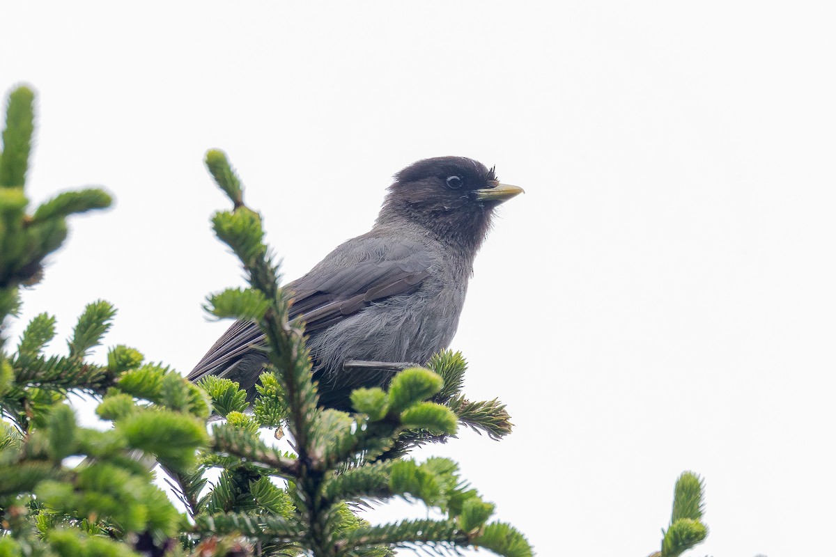 Sichuan Jay - ML632831274