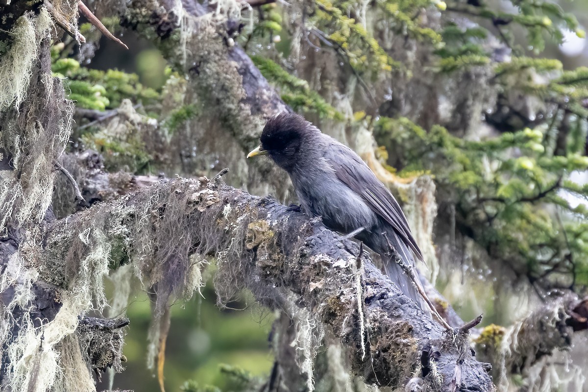 Sichuan Jay - ML632831275