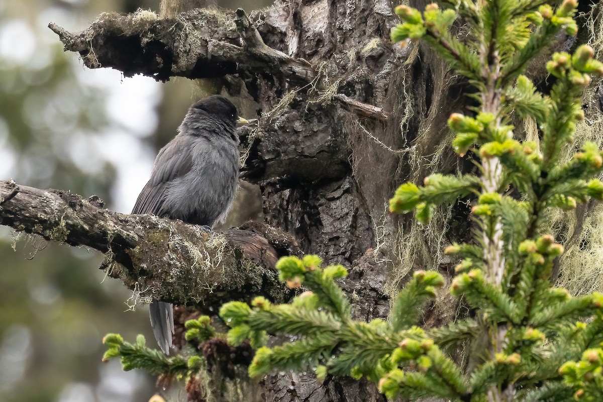 Sichuan Jay - ML632831277