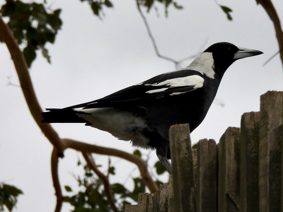 Australian Magpie - ML632831366