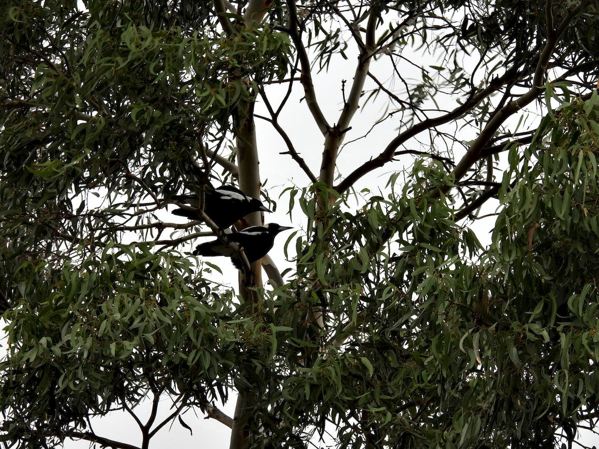 Australian Magpie - ML632831367