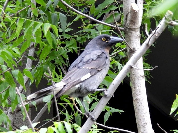 Pied Currawong - ML632831368