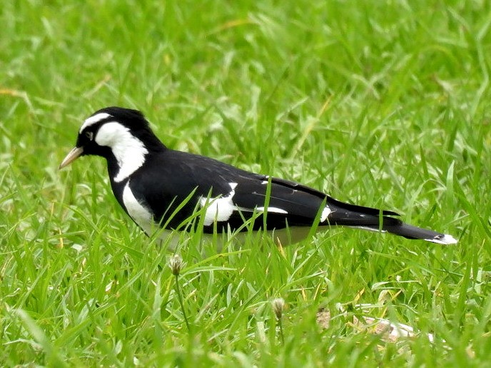 Magpie-lark - ML632831369