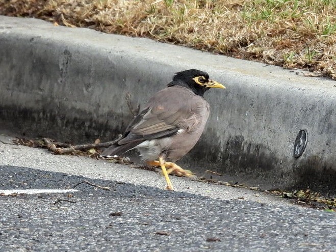 Common Myna - ML632831373