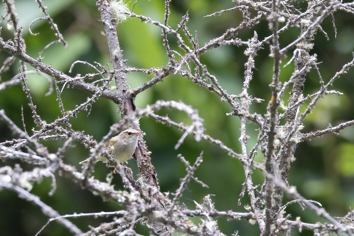 Chinese Leaf Warbler - ML632831374