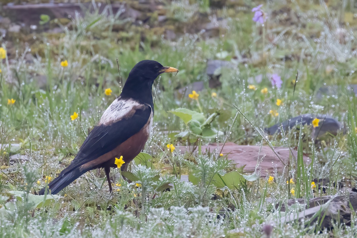 White-backed Thrush - ML632831390