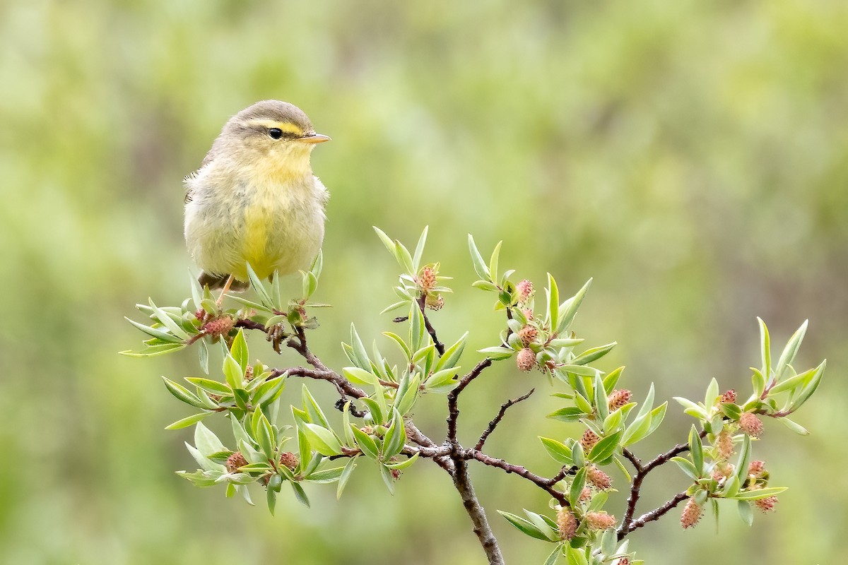 Tickell's Leaf Warbler (Alpine) - ML632831409