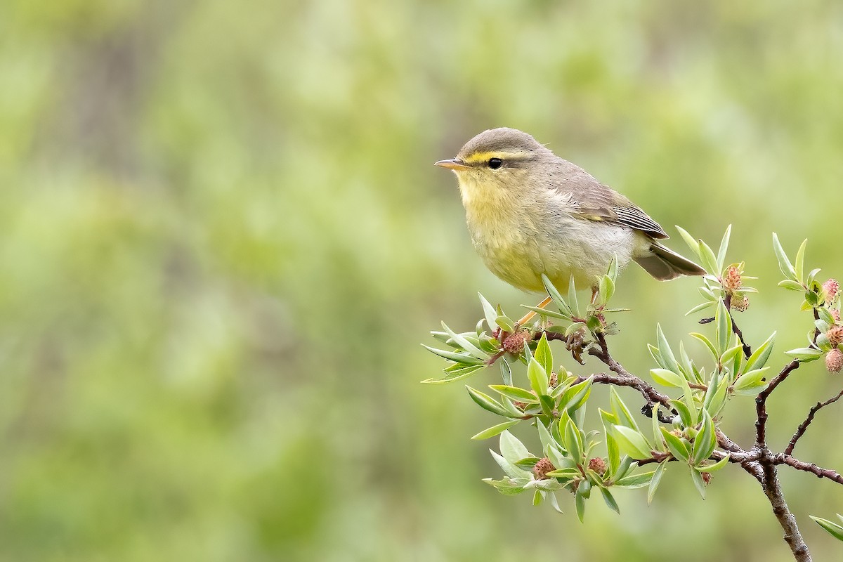 Tickell's Leaf Warbler (Alpine) - ML632831410