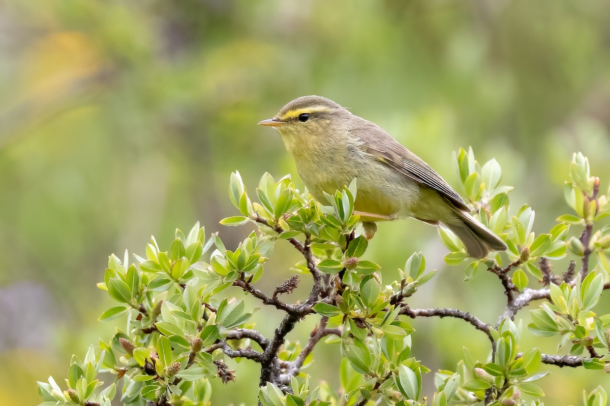 Tickell's Leaf Warbler (Alpine) - ML632831411