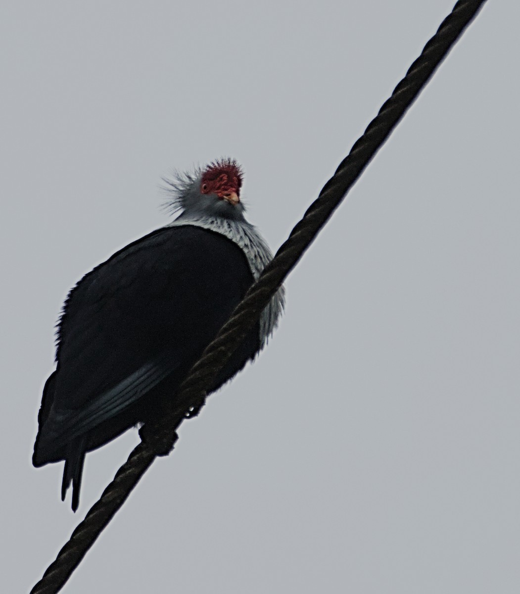 Seychelles Blue-Pigeon - ML632831412
