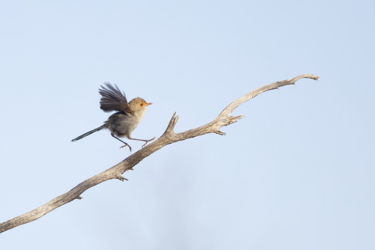 Splendid Fairywren (Eastern) - Anton Liebermann