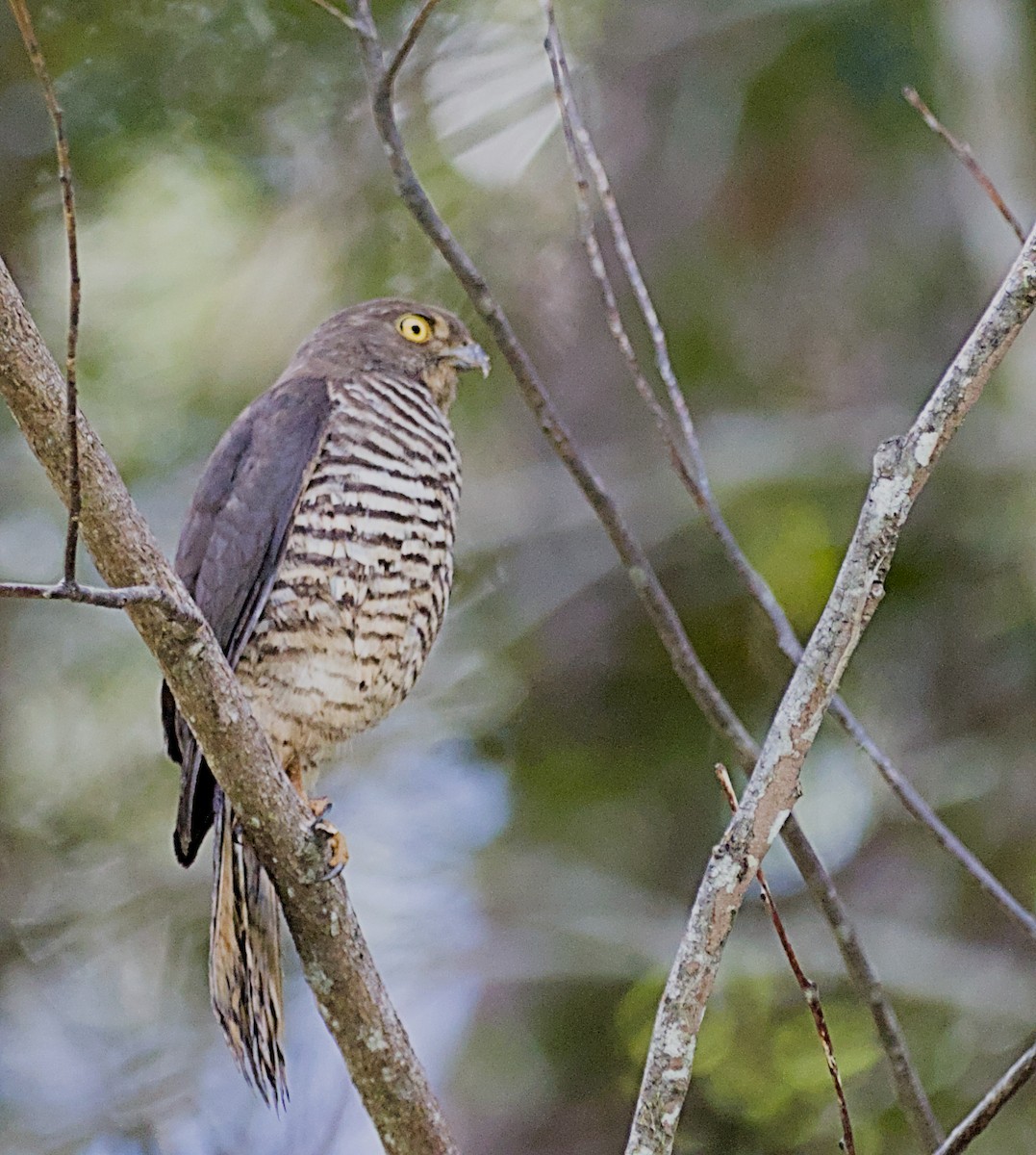 Madagascar Sparrowhawk - ML632831541