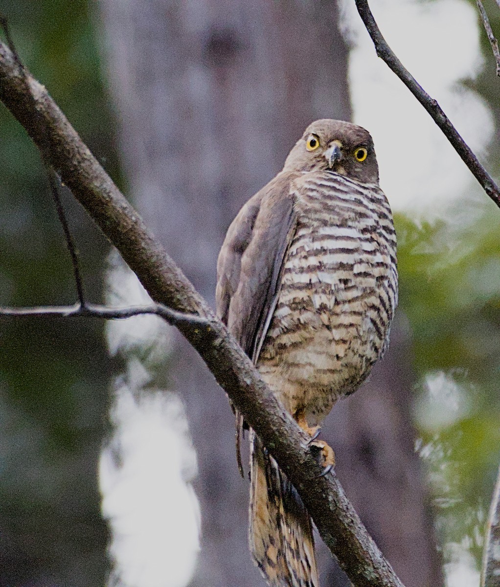 Madagascar Sparrowhawk - ML632831542
