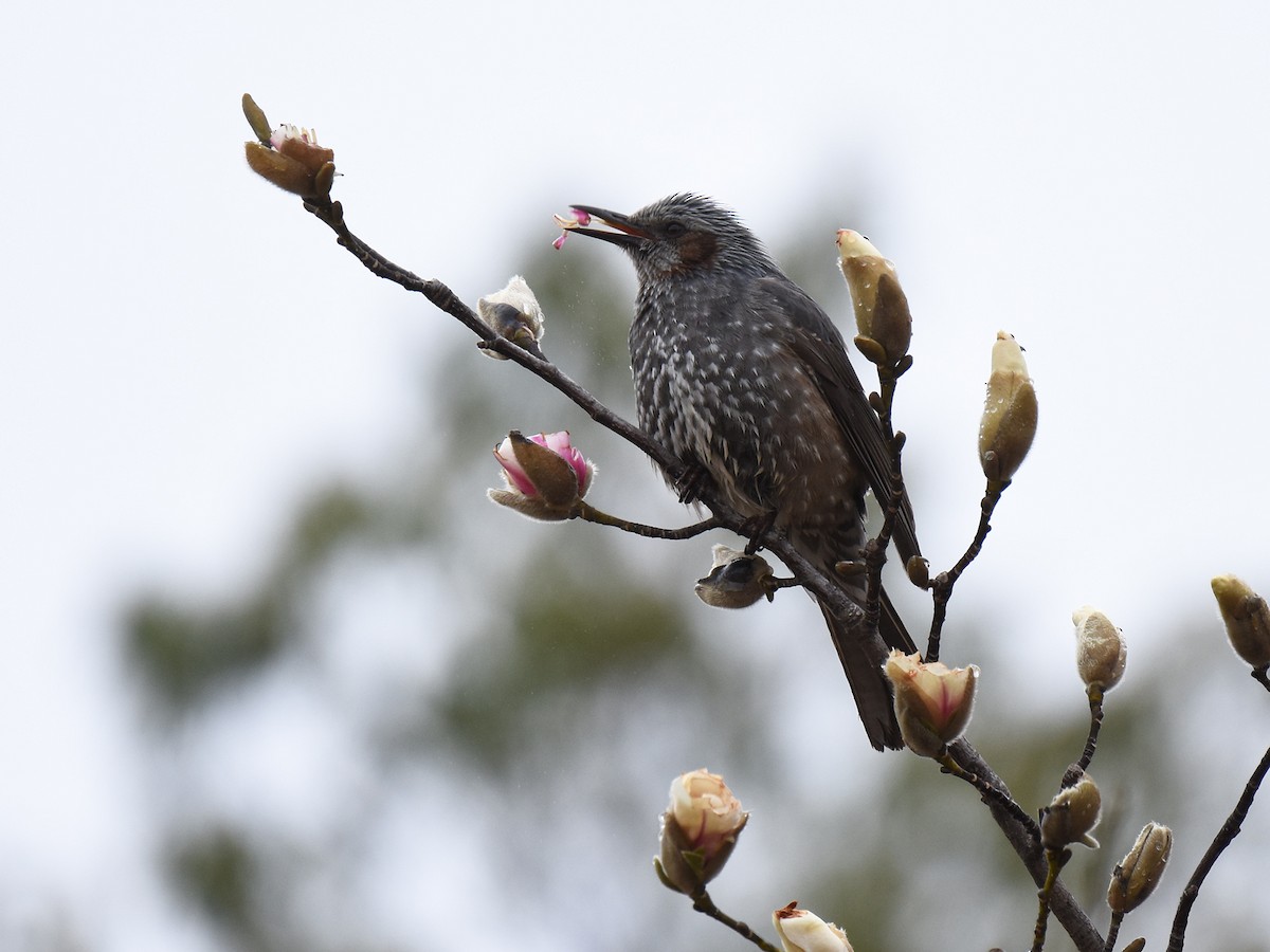 Bulbul à oreillons bruns - ML632831619