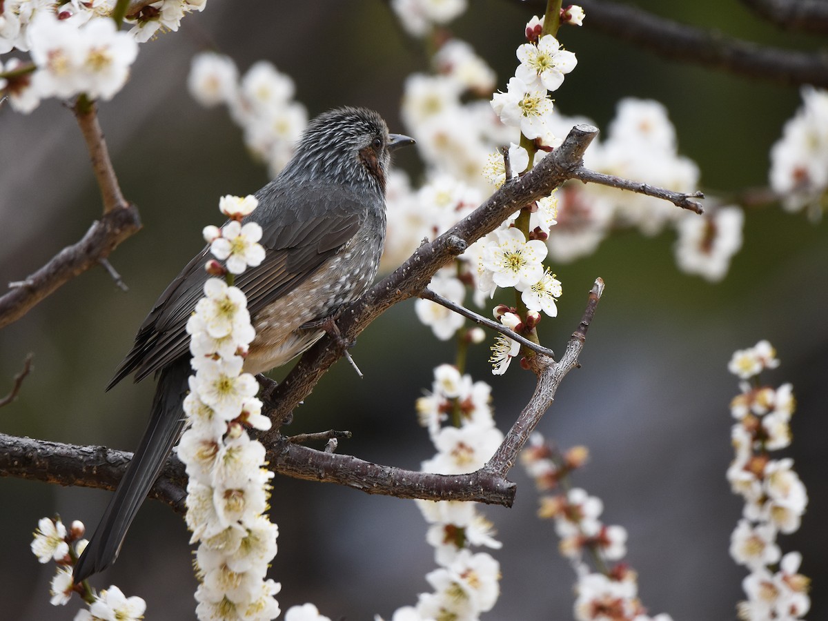Bulbul à oreillons bruns - ML632831620