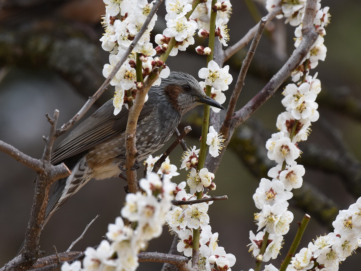 Bulbul à oreillons bruns - ML632831623