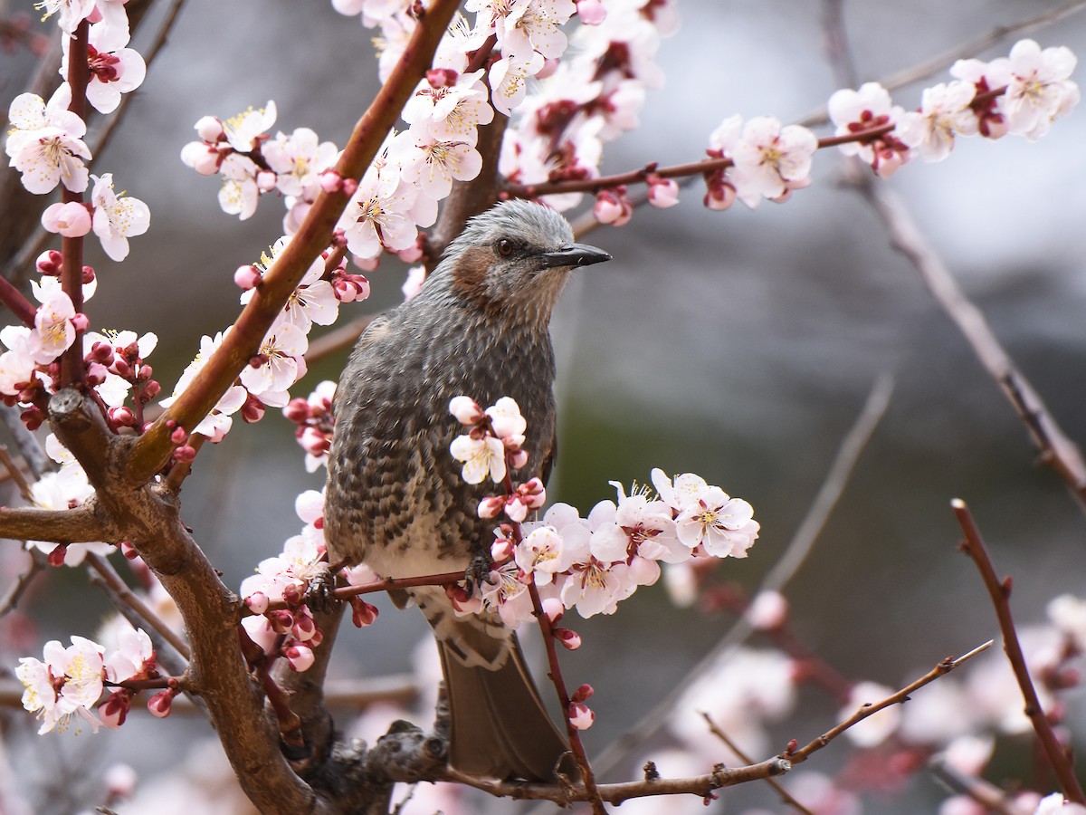 Bulbul à oreillons bruns - ML632831625