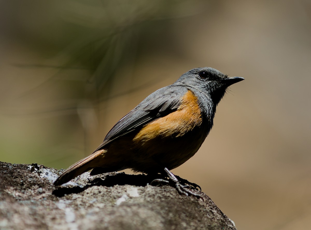 Forest Rock-Thrush - ML632831646
