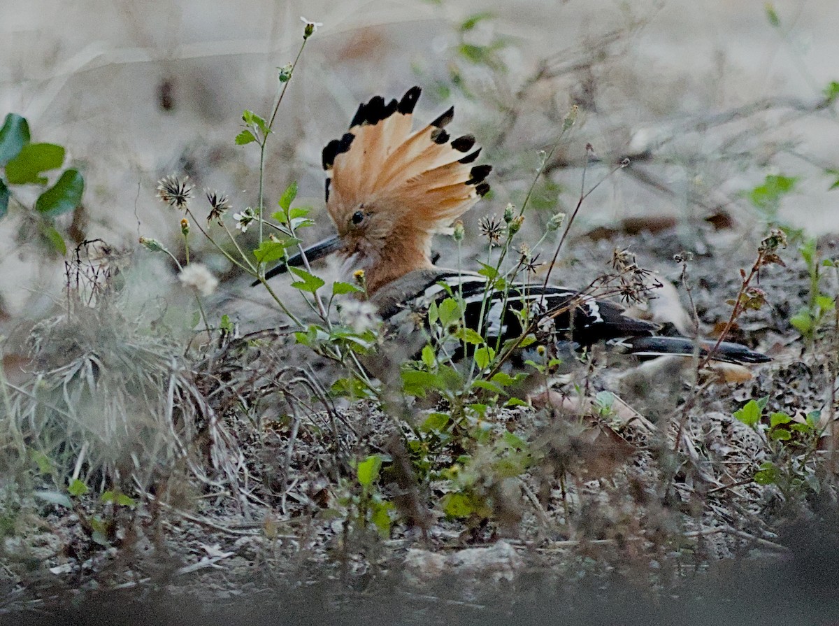 Madagascar Hoopoe - ML632831668