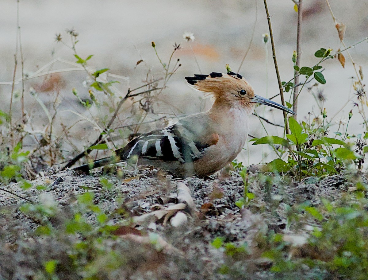 Madagascar Hoopoe - ML632831669
